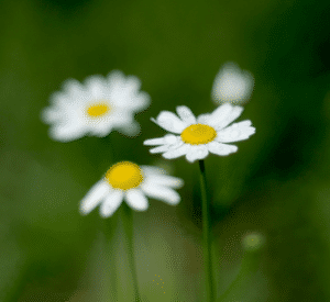 Three white roman chamomile flowers with a green background