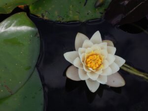A white water lily with yellow center floats on dark water, surrounded by large green lily pads, evoking the calm and clarity found in the benefits of pranayama.