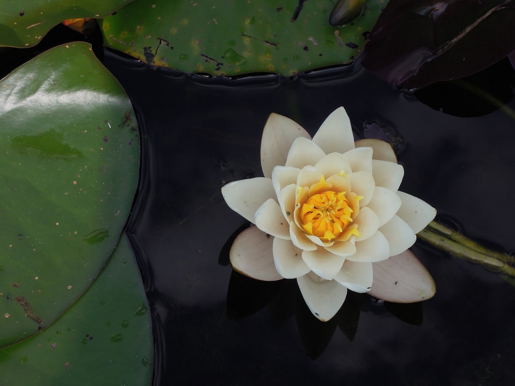 A white water lily with yellow center floats on dark water, surrounded by large green lily pads, evoking the calm and clarity found in the benefits of pranayama.